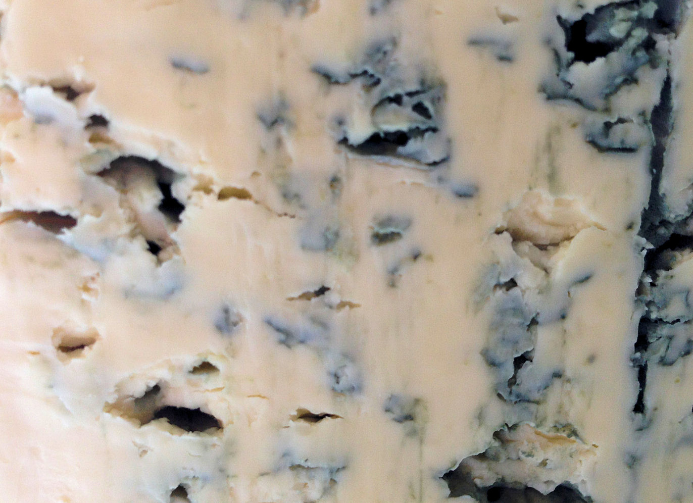 Bleu d`Auvergne Cheese Closeup!