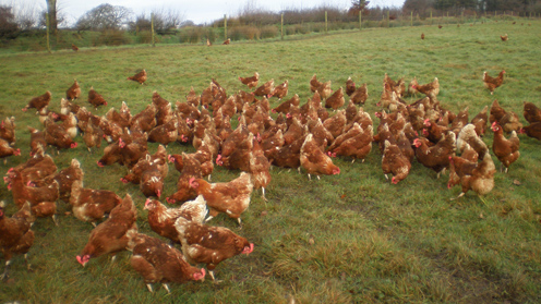 Blackdown Hills Free Range Eggs 6PC (Large) (image 2)