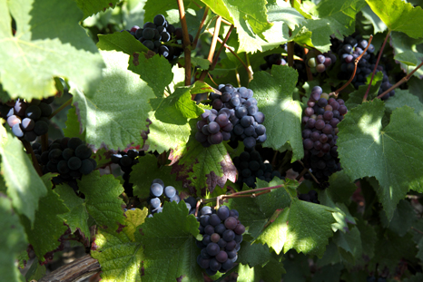 Grapes at Bollingers vineyard