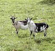 Goats Milk Cheese