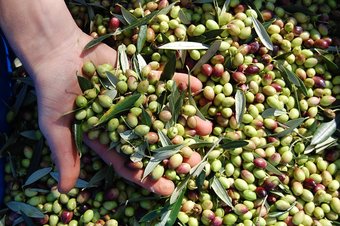 Olives for Honest Toil Olive Oil